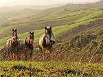 Cheval dans la campagne Toscane