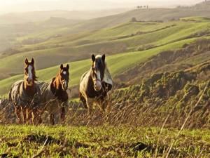 Cheval dans la campagne Toscane